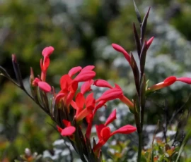 de kelders wild flowers red